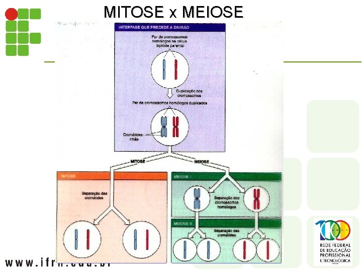 MITOSE x MEIOSE 
