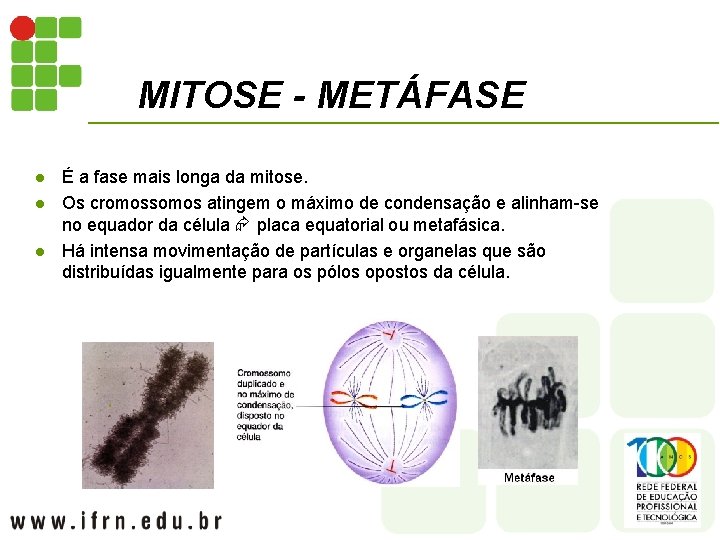 MITOSE - METÁFASE l l l É a fase mais longa da mitose. Os