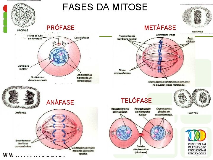 FASES DA MITOSE PRÓFASE ANÁFASE METÁFASE TELÓFASE 