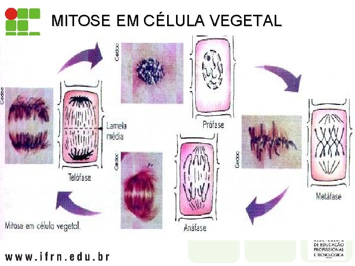 MITOSE EM CÉLULA VEGETAL 