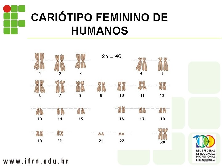 CARIÓTIPO FEMININO DE HUMANOS 