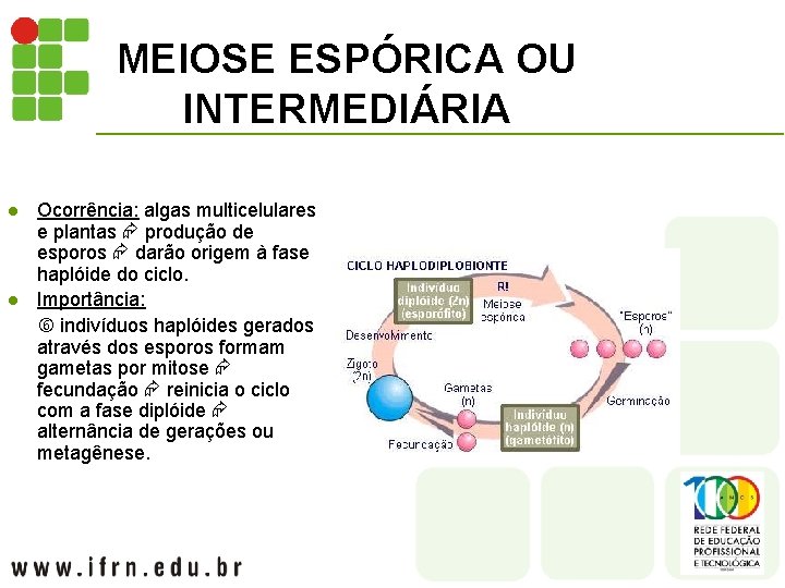 MEIOSE ESPÓRICA OU INTERMEDIÁRIA l l Ocorrência: algas multicelulares e plantas produção de esporos