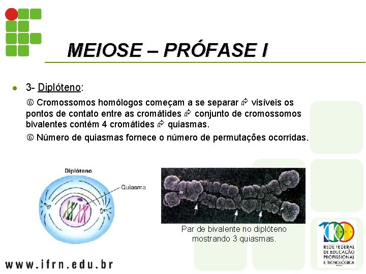 MEIOSE – PRÓFASE I l 3 - Diplóteno: Cromossomos homólogos começam a se separar