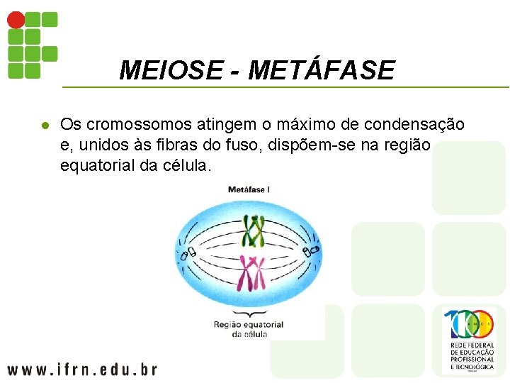MEIOSE - METÁFASE l Os cromossomos atingem o máximo de condensação e, unidos às