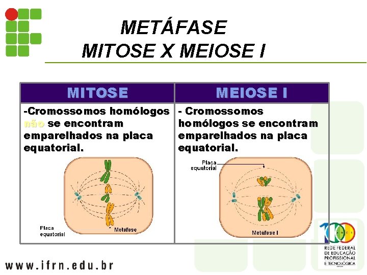METÁFASE MITOSE X MEIOSE I MITOSE -Cromossomos homólogos não se encontram emparelhados na placa