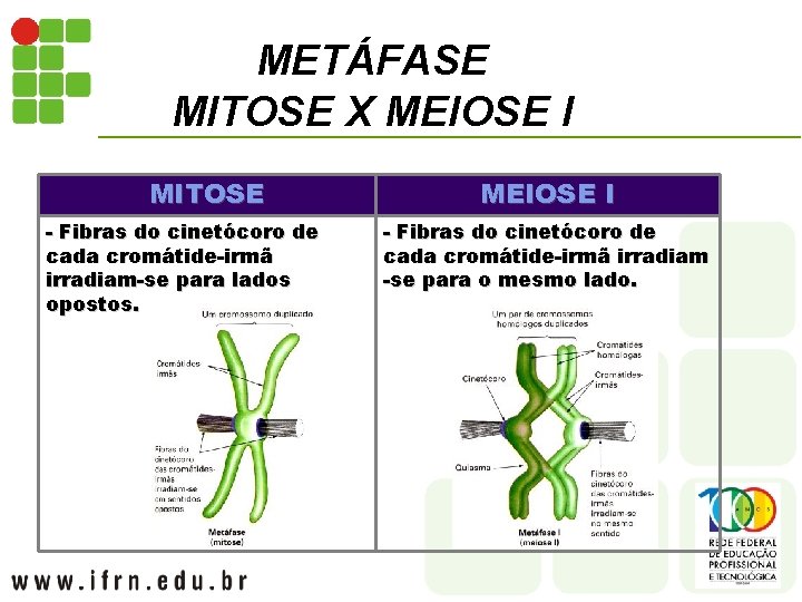 METÁFASE MITOSE X MEIOSE I MITOSE - Fibras do cinetócoro de cada cromátide-irmã irradiam-se