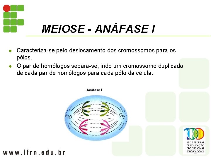 MEIOSE - ANÁFASE I l l Caracteriza-se pelo deslocamento dos cromossomos para os pólos.