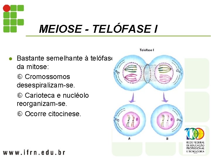 MEIOSE - TELÓFASE I l Bastante semelhante à telófase da mitose: Cromossomos desespiralizam-se. Carioteca