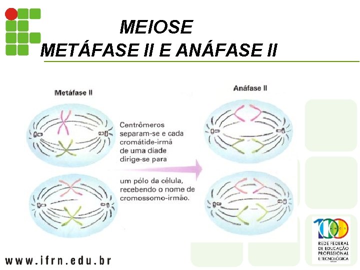 MEIOSE METÁFASE II E ANÁFASE II 