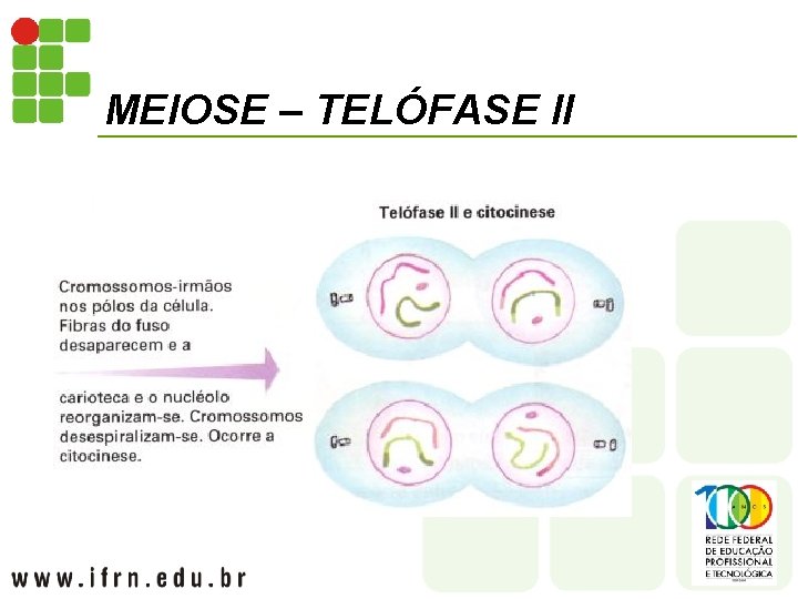 MEIOSE – TELÓFASE II 
