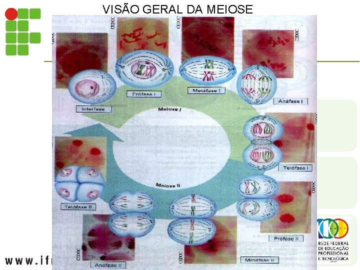 VISÃO GERAL DA MEIOSE 