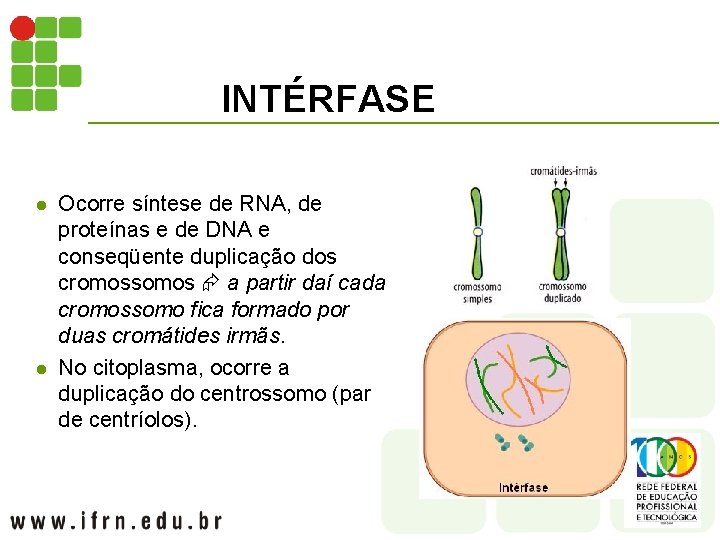 INTÉRFASE l l Ocorre síntese de RNA, de proteínas e de DNA e conseqüente