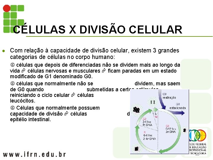 CÉLULAS X DIVISÃO CELULAR l Com relação à capacidade de divisão celular, existem 3