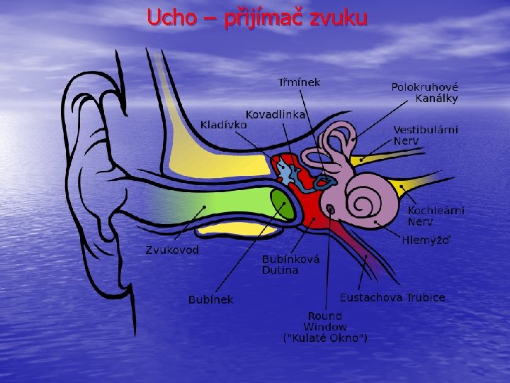 Ucho – přijímač zvuku 