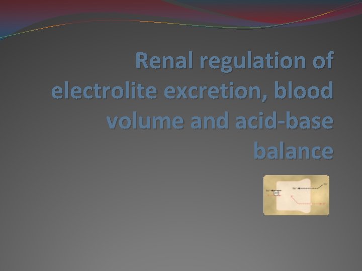 Renal regulation of electrolite excretion, blood volume and acid-base balance 