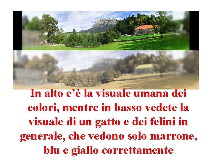 In alto c’è la visuale umana dei colori, mentre in basso vedete la visuale