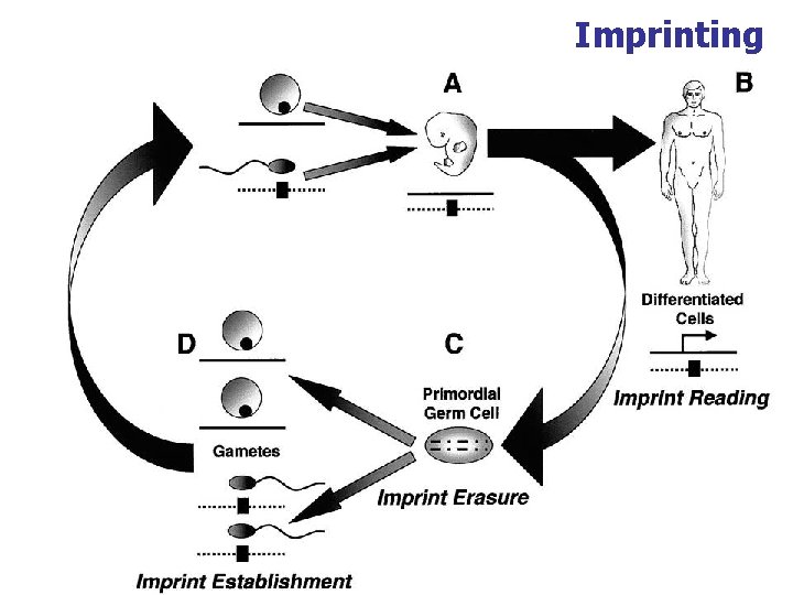 Imprinting 