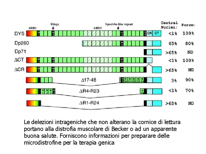Le delezioni intrageniche non alterano la cornice di lettura portano alla distrofia muscolare di