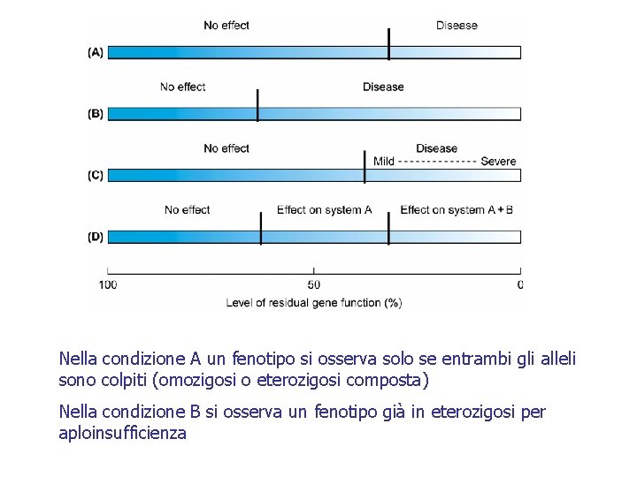 Nella condizione A un fenotipo si osserva solo se entrambi gli alleli sono colpiti