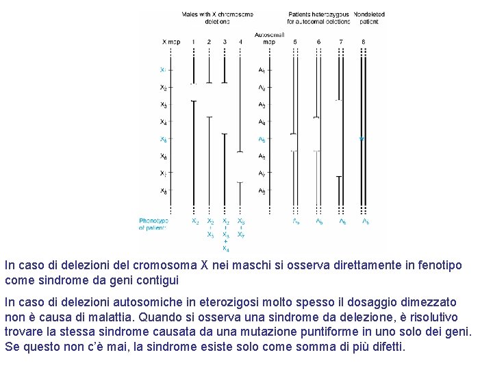 In caso di delezioni del cromosoma X nei maschi si osserva direttamente in fenotipo
