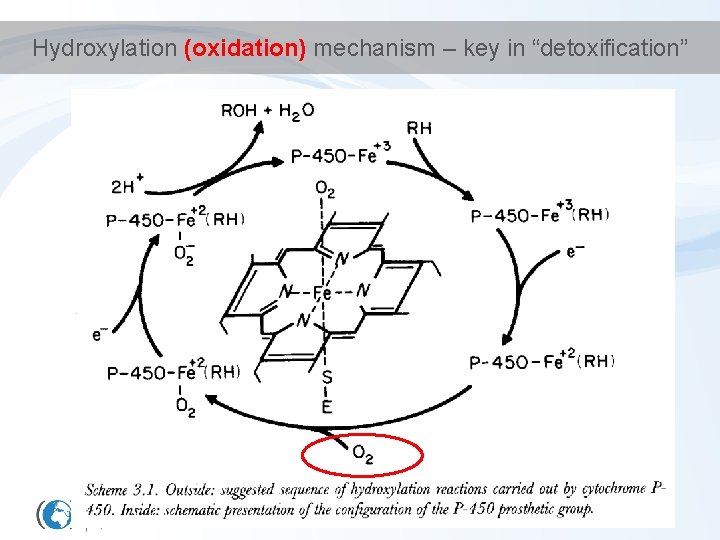 Hydroxylation (oxidation) mechanism – key in “detoxification” 