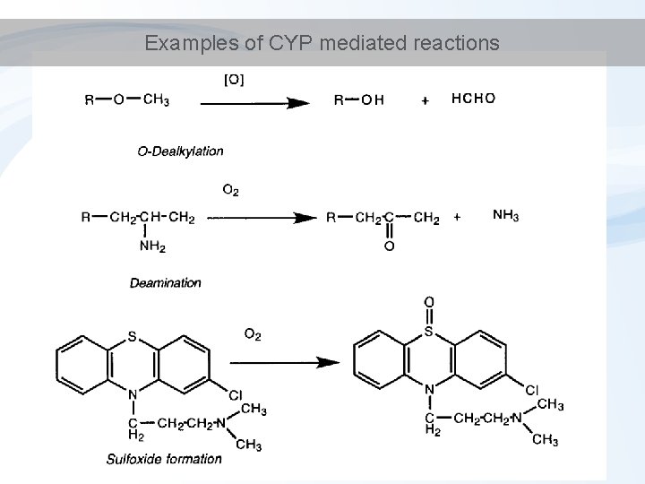 Examples of CYP mediated reactions 