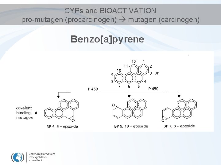 CYPs and BIOACTIVATION pro-mutagen (procarcinogen) mutagen (carcinogen) Benzo[a]pyrene 
