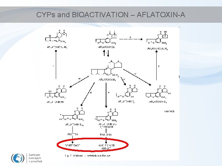 CYPs and BIOACTIVATION – AFLATOXIN-A 