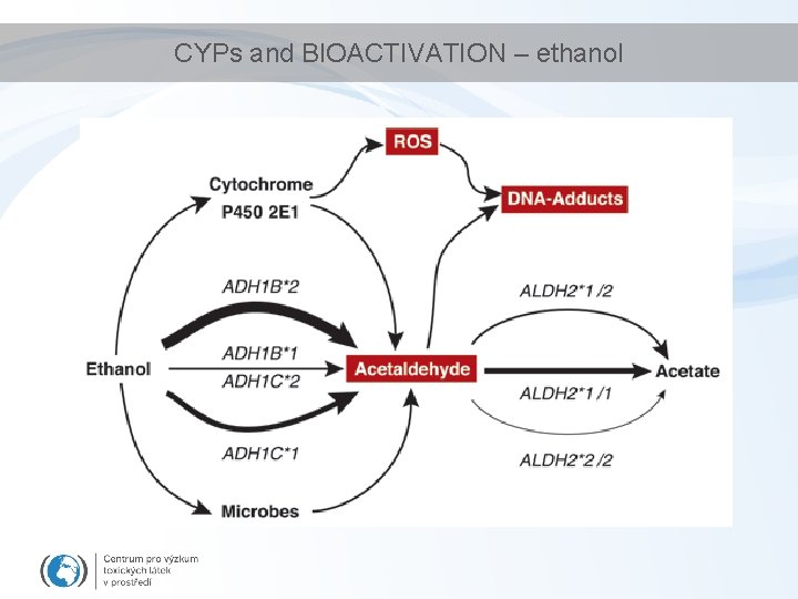 CYPs and BIOACTIVATION – ethanol 