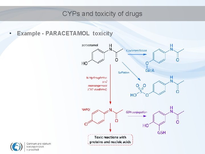 CYPs and toxicity of drugs • Example - PARACETAMOL toxicity 