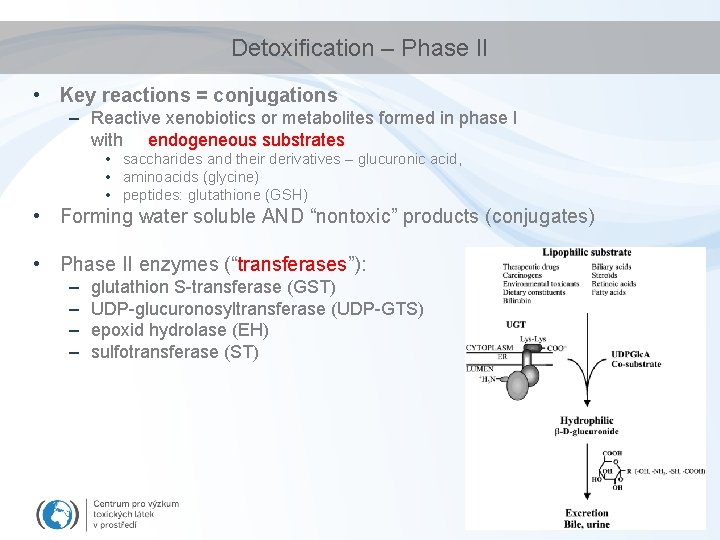 Detoxification – Phase II • Key reactions = conjugations – Reactive xenobiotics or metabolites