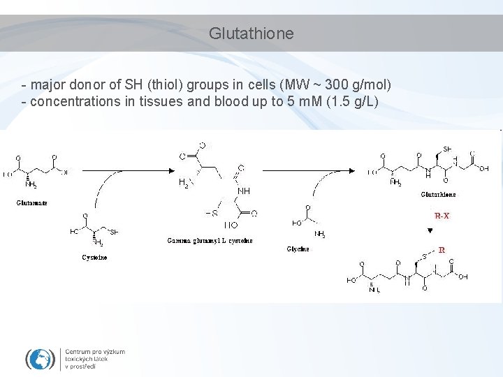 Glutathione - major donor of SH (thiol) groups in cells (MW ~ 300 g/mol)