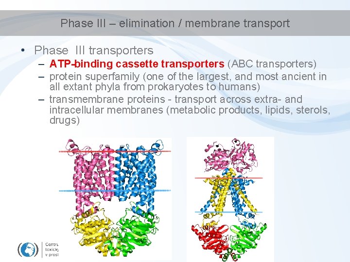 Phase III – elimination / membrane transport • Phase III transporters – ATP-binding cassette