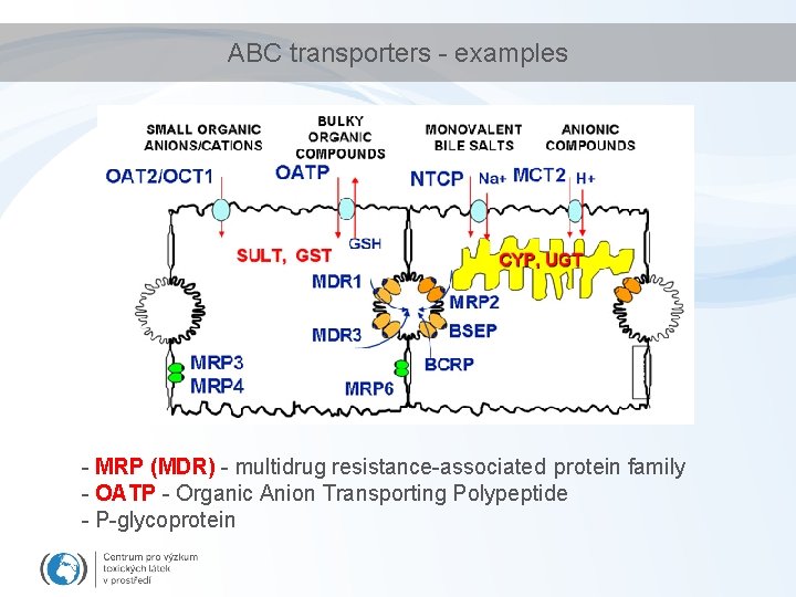 ABC transporters - examples - MRP (MDR) - multidrug resistance-associated protein family - OATP