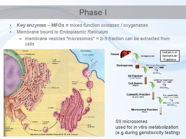 Phase I • • Key enzymes – MFOs = mixed function oxidases / oxygenases