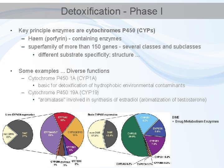 Detoxification - Phase I • Key principle enzymes are cytochromes P 450 (CYPs) –