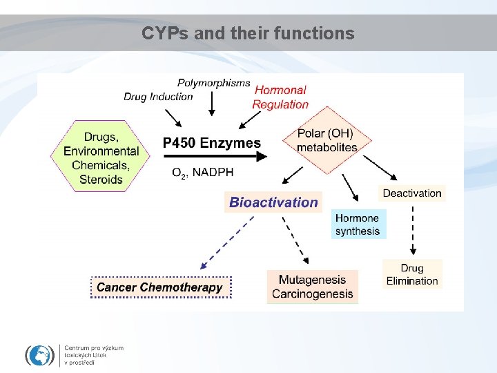 CYPs and their functions 