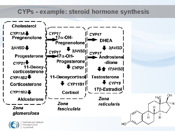 CYPs - example: steroid hormone synthesis 