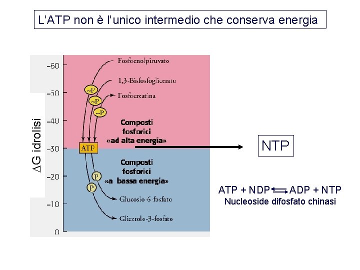  G idrolisi L’ATP non è l’unico intermedio che conserva energia NTP ATP +
