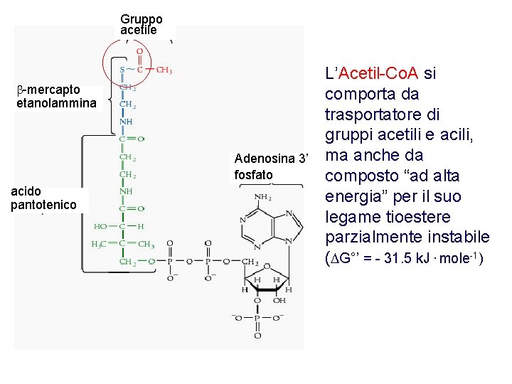 Gruppo acetile b-mercapto etanolammina Adenosina 3’ fosfato acido pantotenico L’Acetil-Co. A si comporta da
