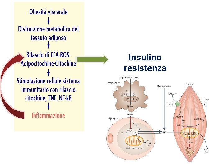 Insulino resistenza (muscolofegato) 