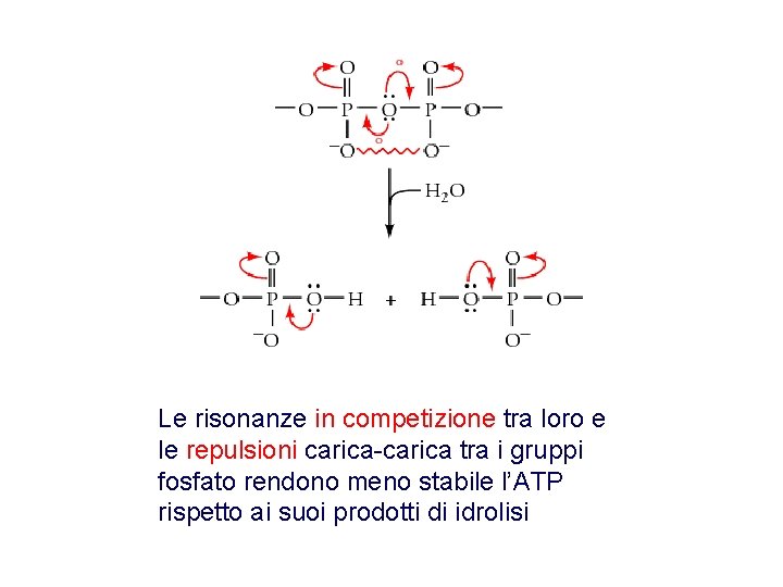 Le risonanze in competizione tra loro e le repulsioni carica-carica tra i gruppi fosfato
