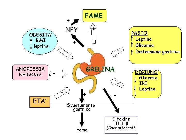 OBESITA’ BMI leptina ANORESSIA NERVOSA + - GRELINA - ETA’ + + NPY FAME