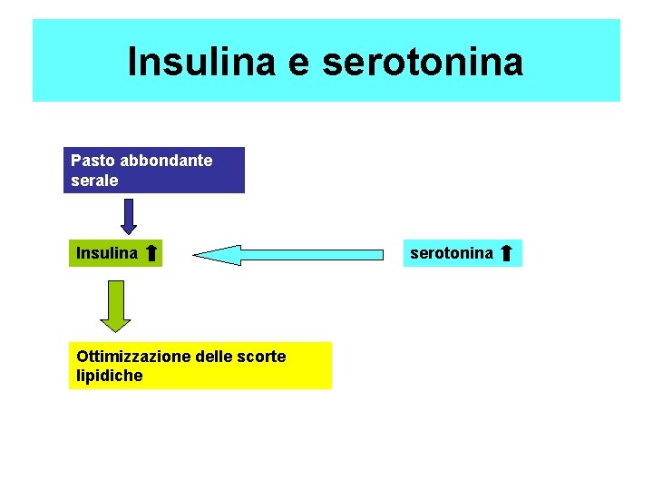 Insulina e serotonina Pasto abbondante serale Insulina Ottimizzazione delle scorte lipidiche serotonina 