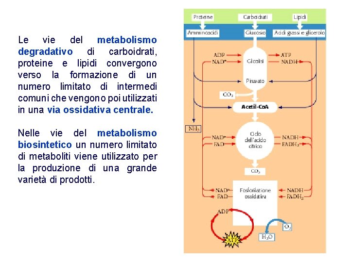 Le vie del metabolismo degradativo di carboidrati, proteine e lipidi convergono verso la formazione