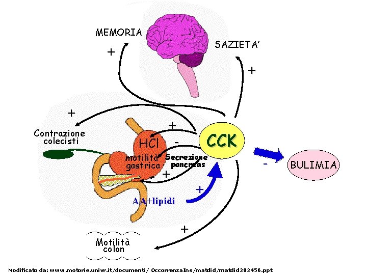 MEMORIA SAZIETA’ + + HCl - Contrazione colecisti CCK motilità Secrezione gastrica pancreas +