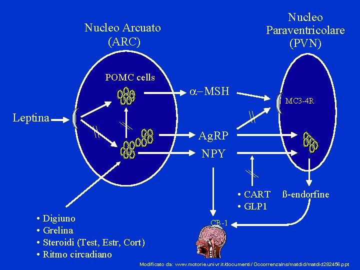 Nucleo Paraventricolare (PVN) Nucleo Arcuato (ARC) POMC cells a-MSH MC 3 -4 R Leptina