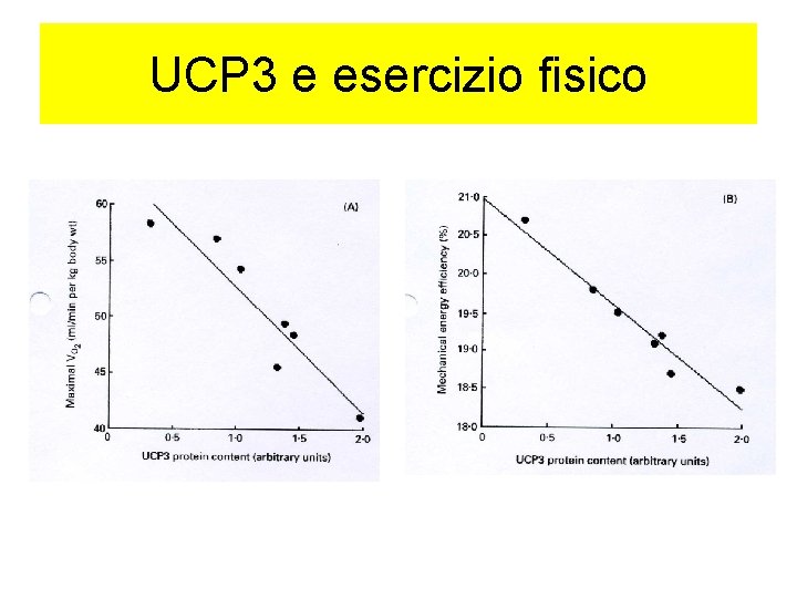 UCP 3 e esercizio fisico 