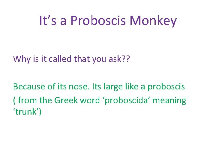 It’s a Proboscis Monkey Why is it called that you ask? ? Because of