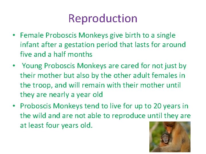 Reproduction • Female Proboscis Monkeys give birth to a single infant after a gestation